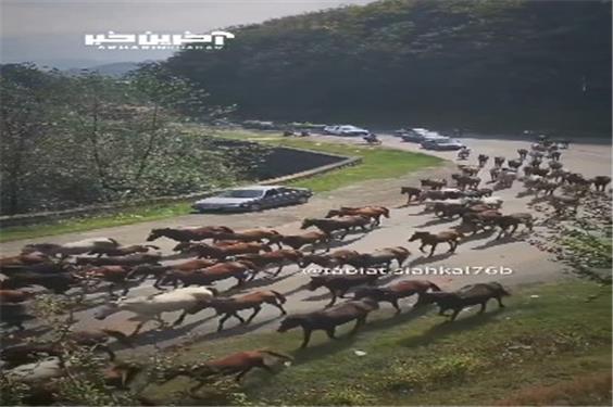 صحنه دیدنی بازگشت اسب ها از ارتفاعاتی که کوچ کرده بودند!