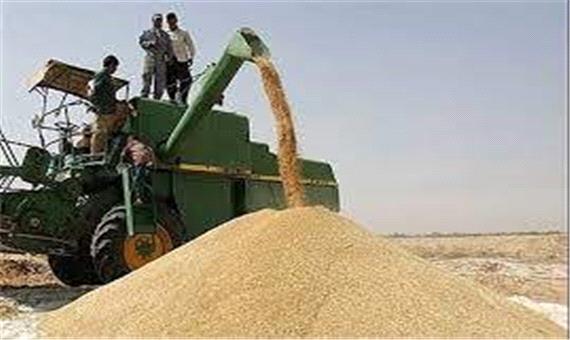 هشدار جدی درباره تبعات کاهش کشت گندم در کشور