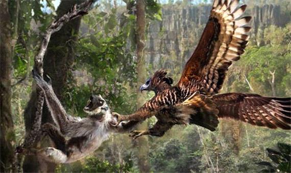شکار میمون توسط عقاب قدرتمند هارپی