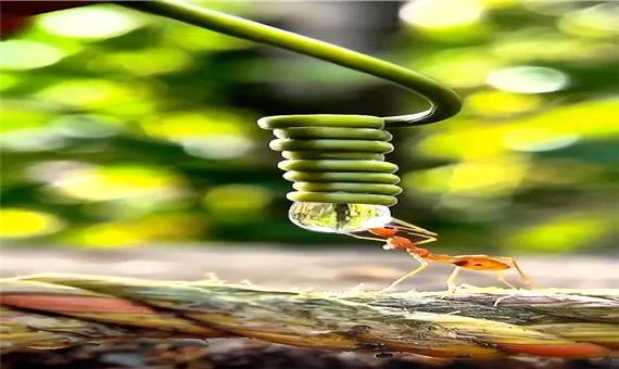 ویدئویی زیبا از آب خوردن مورچه