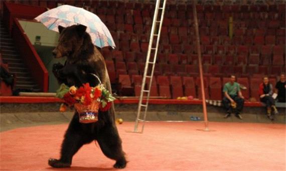 حمله ناگهانی خرس قهوه‌ای به زن باردار در سیرک!