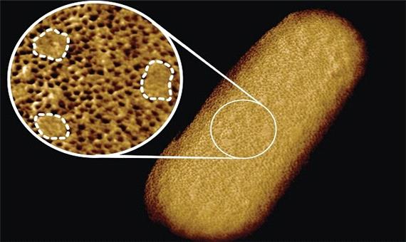 واضح‌ترین تصویر از یک باکتری زنده!
