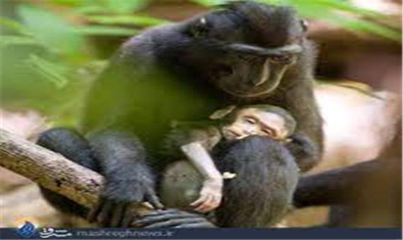 محبت دیدنی و بازی میمون مادر با فرزندش