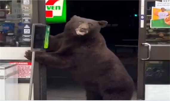 لحظه ورود خرس به یک فروشگاه همه را شوکه کرد!