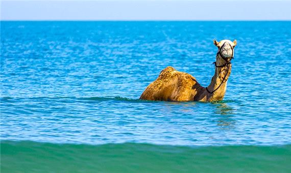 شنای شترها در دریا