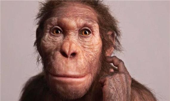 خویشاوند کهن انسان 2 میلیون سال پیش مانند ما راه می‌رفت