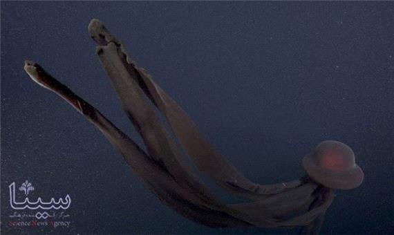 کشفی شگفت انگیز در اعماق دریا؛ ثبت تصاویر عروس دریایی 11 متری