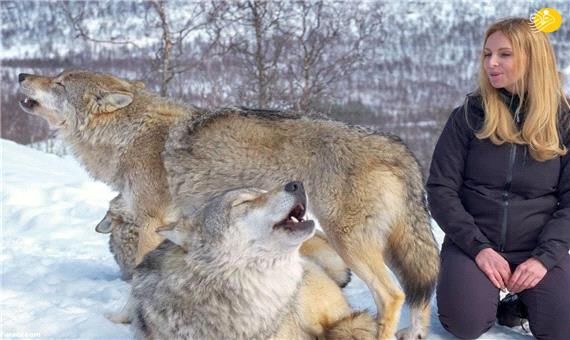 رفاقت عجیب و وباورنکردنی زن نروژی با گرگ‌ها!