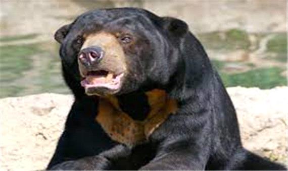 توله خرس مالایایی برای نخستین بار در باغ وحش