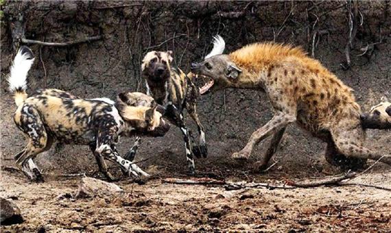 جنگ قبیله‌ای میان سگ‌های وحشی و کفتارها