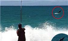 4گوشه دنیا/ وحشت ماهیگیر از کوسه گرفتار شده در قلاب!