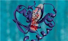ثبت جهانی 2 ژن مسئول تولید نانومیکرولوله‌های پروتئینی خاص برای ترمیم زخم