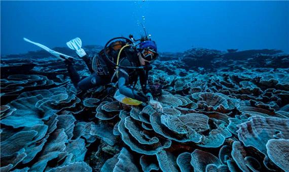 کشف یک باغ بکر مرجان دریایی