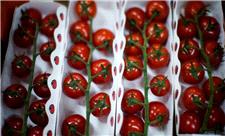 برای اولین بار در جهان: اصلاح ژنتیکی گوجه فرنگی برای افزایش ویتامین D