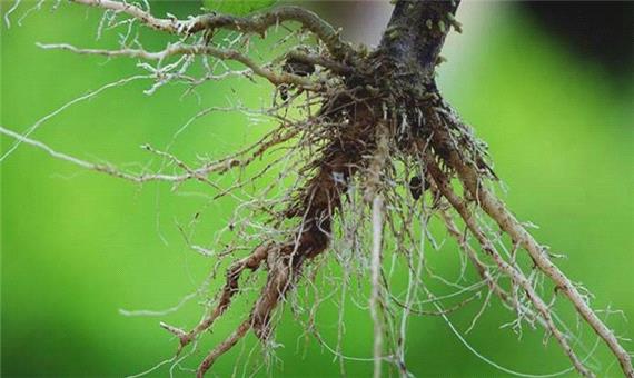 چرا ریشه برخی گیاهان سطحی است؟