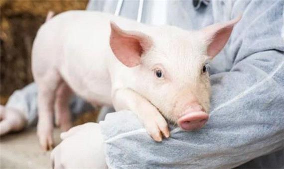 تحولی در پیوند اعضا: متخصصان اندام‌های خوک مرده را بعد از مرگ زنده نگه داشتند