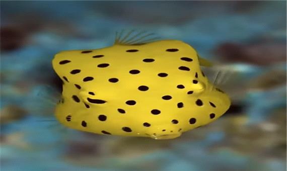 ویدئویی جالب از طرح زیبای پولک های یک ماهی