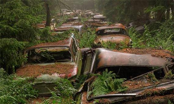 4 گوشه دنیا/ جنگلی عجیب در بلژیک که به قبرستان ماشین ها تبدیل شده