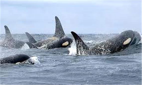حمله گروهی نهنگ‌ها برای شکار فُک