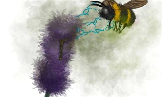 سموم کشاورزی گرده‌افشانی زنبورها را مختل می‌کند