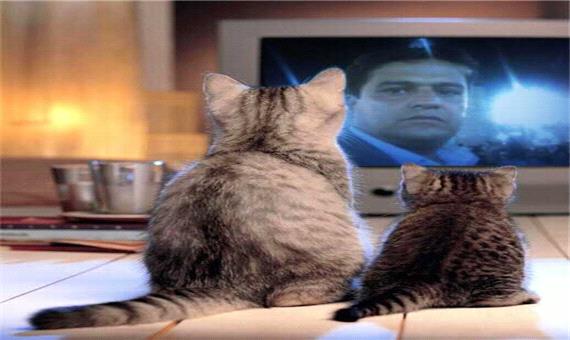 تصاویری جالب از یک گربه هنگام تماشای تلویزیون