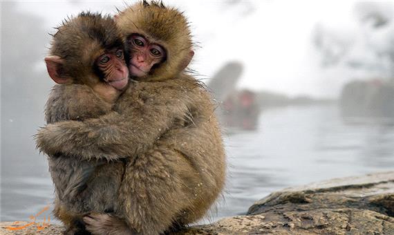 آغوش به سبک میمونی، ببینید که چقدر مهربون همدیگرو به آغوش میکشن