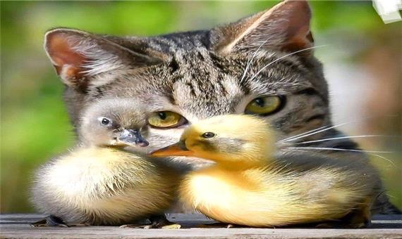 بوکس و مشت‌زنی جالب گربه و اردک
