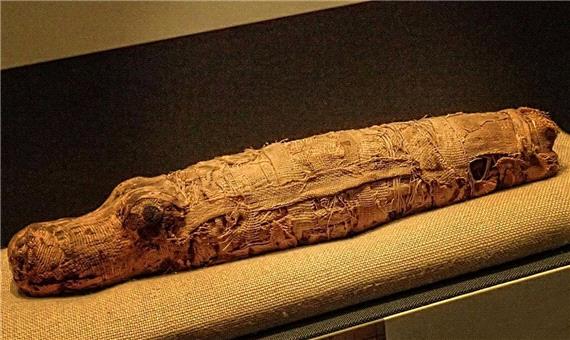 4گوشه دنیا/ کشف کروکودیل‌های مومیایی‌شده متعلق به 2500 سال پیش در مصر