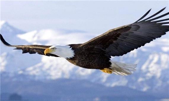 سماجت عقاب گرفتار شده در دریاچه برای از دست ندادن طعمه