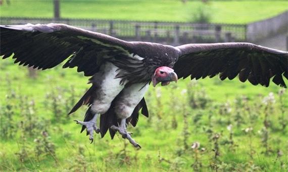 کرکس «آند» یکی از سنگین ترین پرندگان جهان