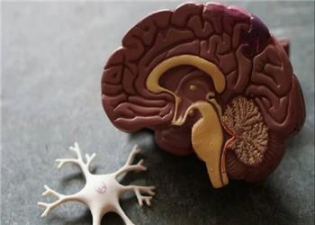 یک مولکول طبیعی، از دست رفتن حافظه در آلزایمر را معکوس میکند