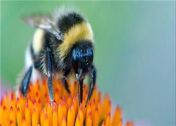 زنبورها میتوانند خواندن «کد مورس» را یاد بگیرند