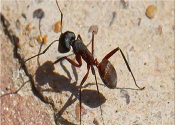 مغز جدید رباتها با الهام از پرندگان و مورچهها برای مسیریابی بدون GPS