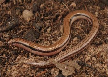 مارمولک بدون دست بهعنوان گونه جدید معرفی شد