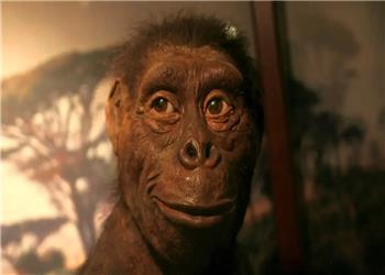 یکی از قدیمیترین اجداد انسان؛ «لوسی» چه رازهایی از تکامل انسان را فاش میکند؟