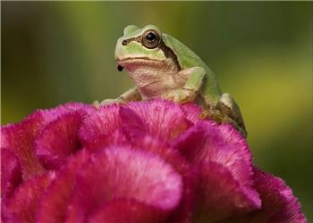 کشف دانشمندان ژاپنی: باکتری روده قورباغه سلولهای سرطانی را نابود میکند