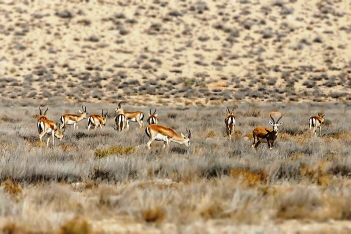 ایران پرسمان