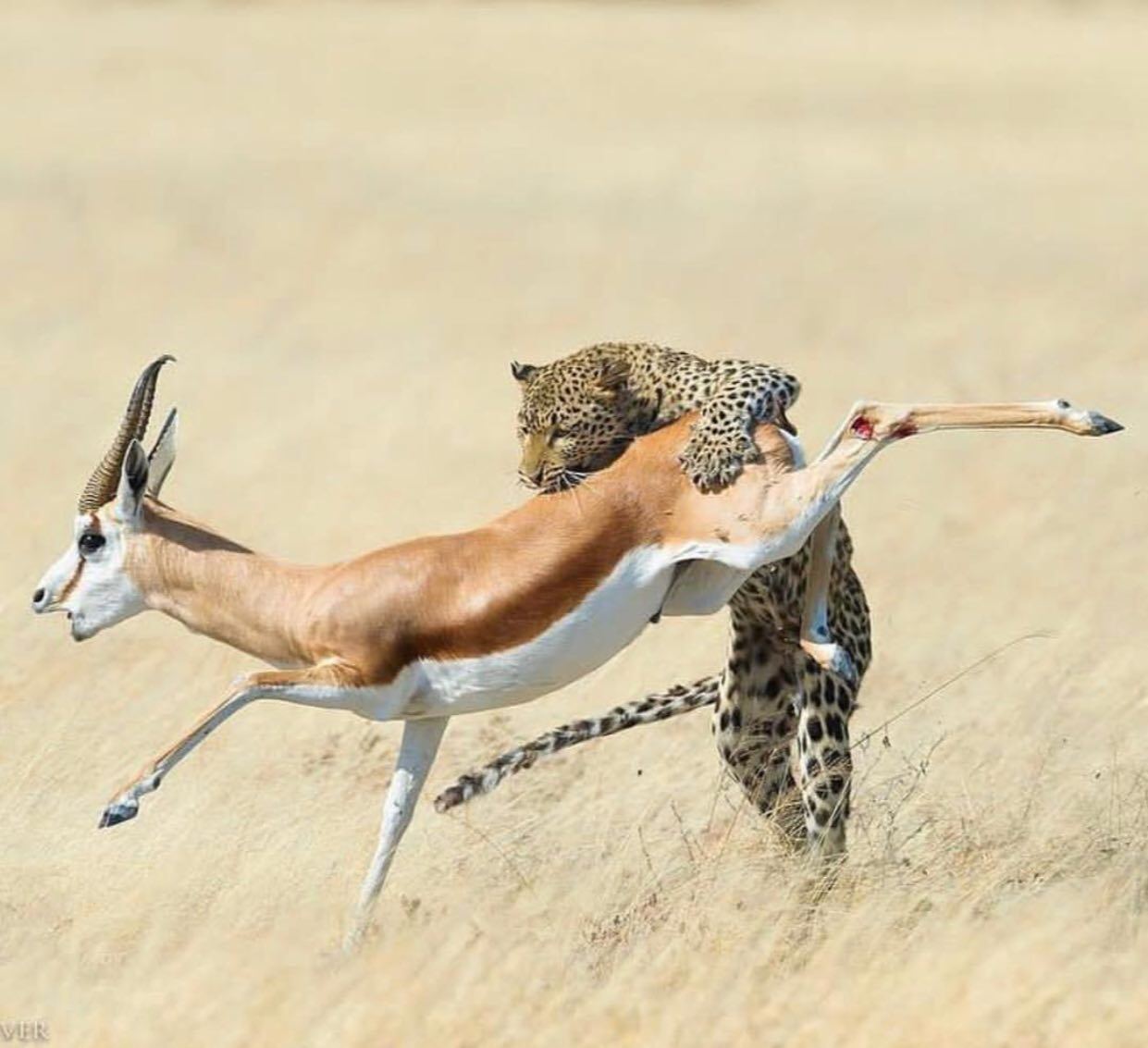 لحظه شکار ناگهانی غزال توسط پلنگ!