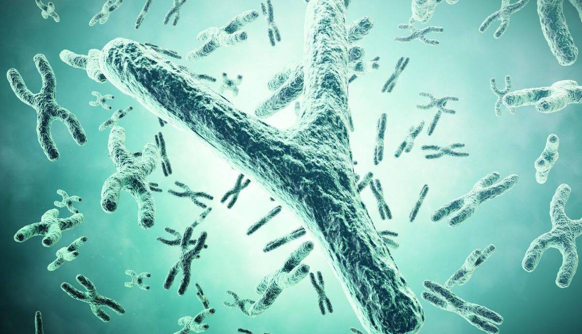 آیا با ناپدید شدن کروموزوم Y نسل بشر منقرض می‌شود؟
