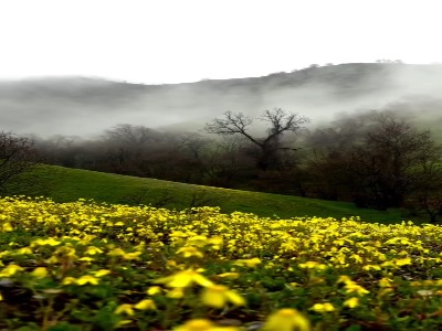 زیبایی طبیعت در یک صبح مه آلود