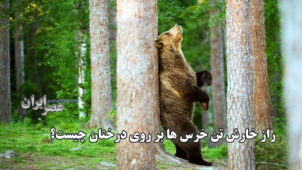 راز خارش تن خرس‌ها روی درختان!