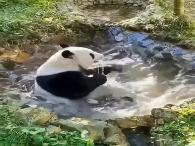 آب‌تنی بامزه یک پاندا در حوضچه