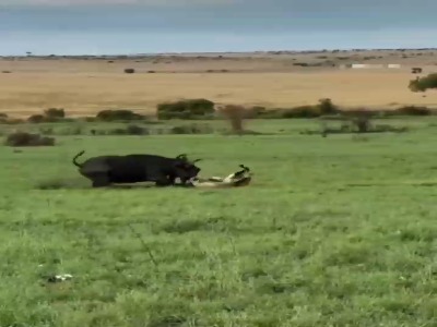 دفاع گاومیش مادر از فرزندش در نبرد با گله شیر