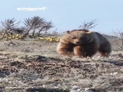 فصل تغذیه‌ بی‌وقفه خرس قهوه‌ای در پارک ملی گلستان