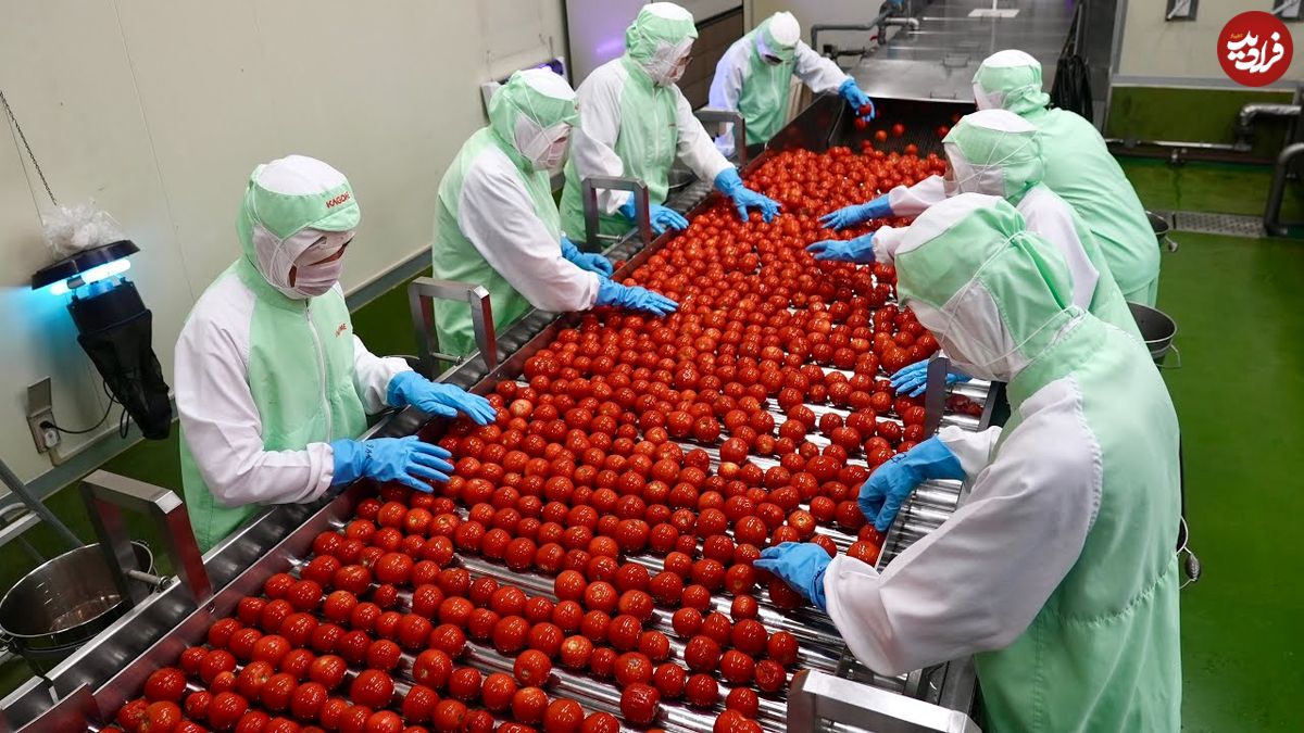 مراحل صفر تا صد فرآوری و بسته بندی گوجه فرنگی در کارخانه ای در ژاپن