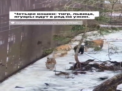 ۴ گونه از بزرگترین گربه سانان در کنار هم!