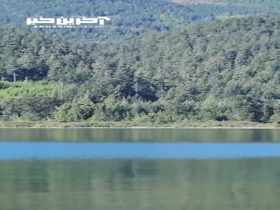 حمله مرگبار عقاب سرسفید به حواصیل