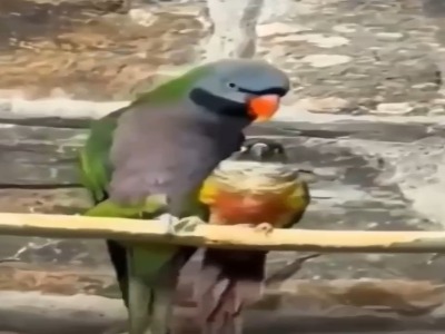 بازی طوطی ها با یکدیگر