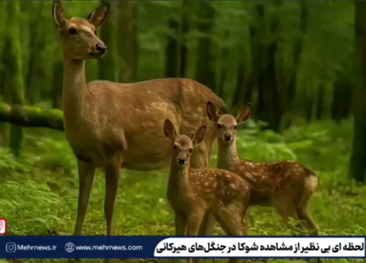 ثبت لحظه‌های بی‌نظیری از شوکاها در دل جنگل‌های هیرکانی لنگرود
