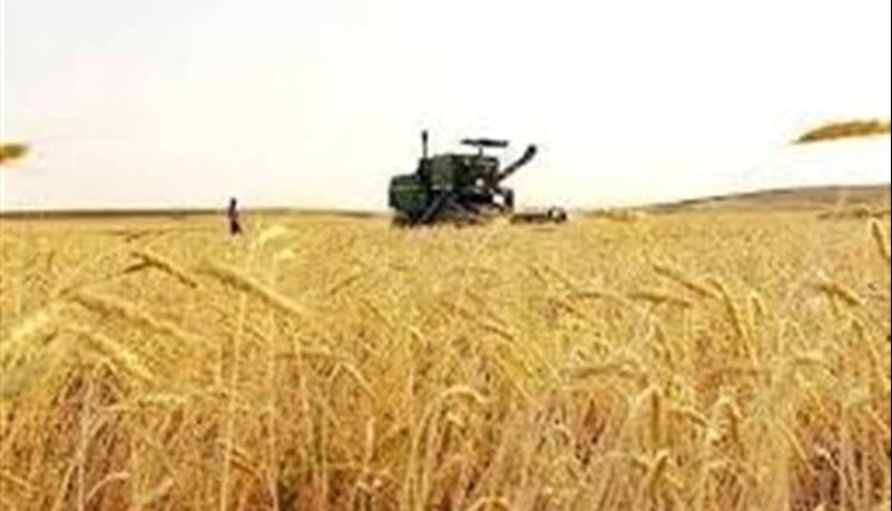 ۹۵ درصد طلب گندم‌کاران پرداخت شد